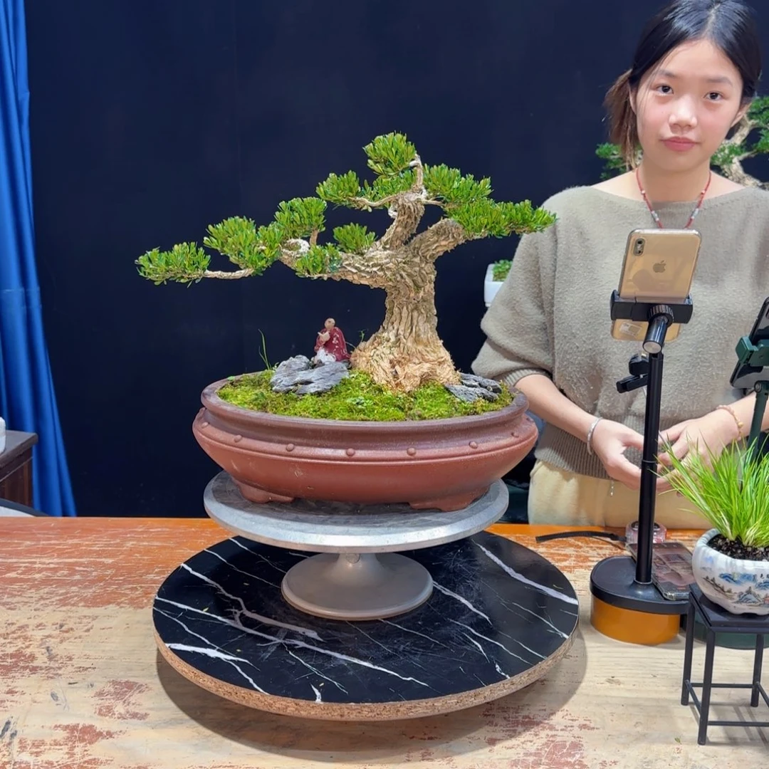 黄杨室内室外好养