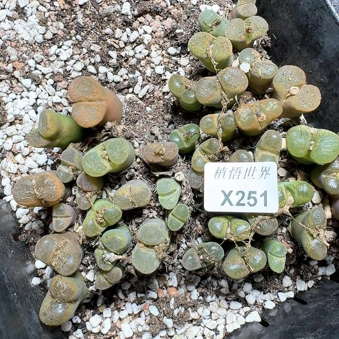 251盒多肉植物哇x f