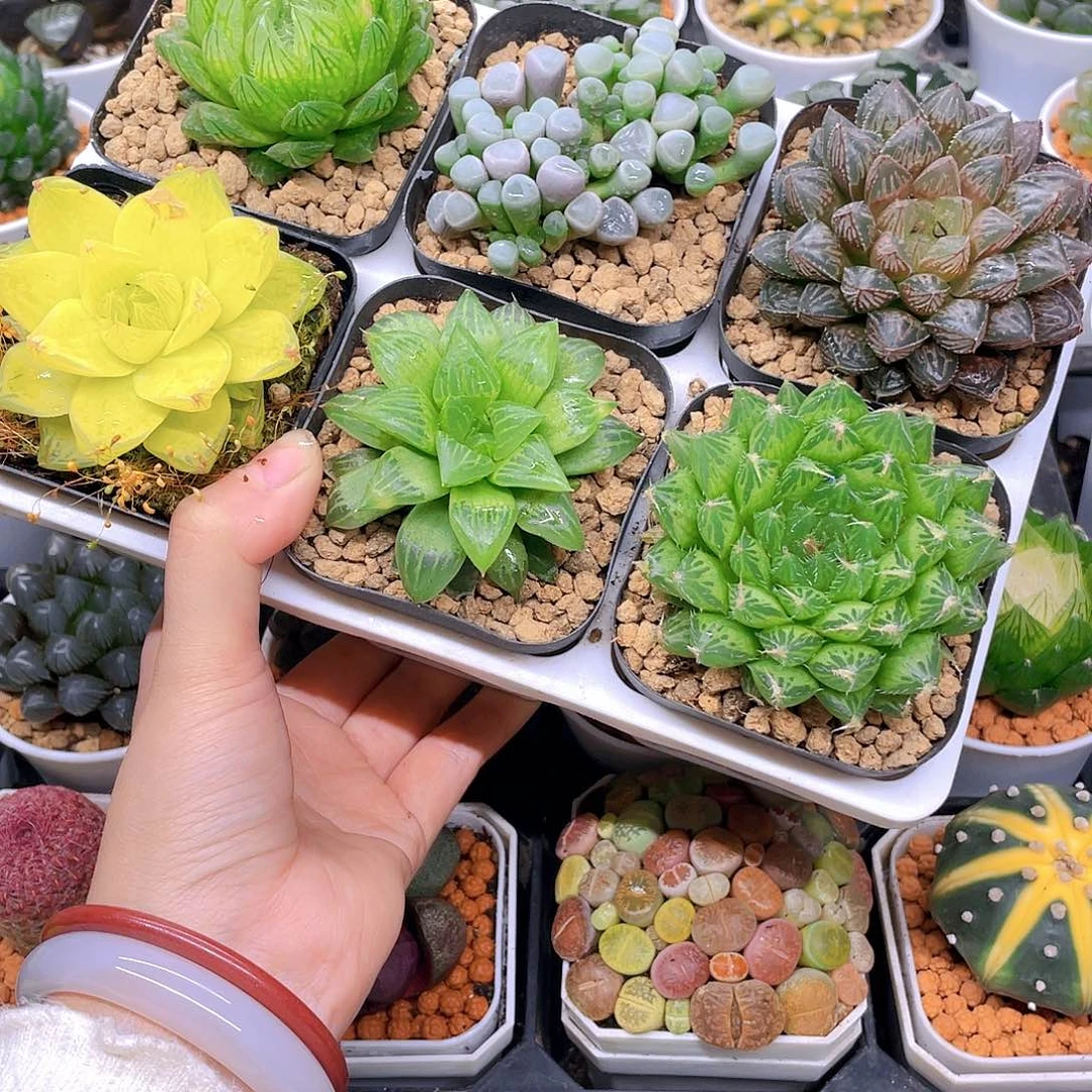 玉露六件套多肉，原盆