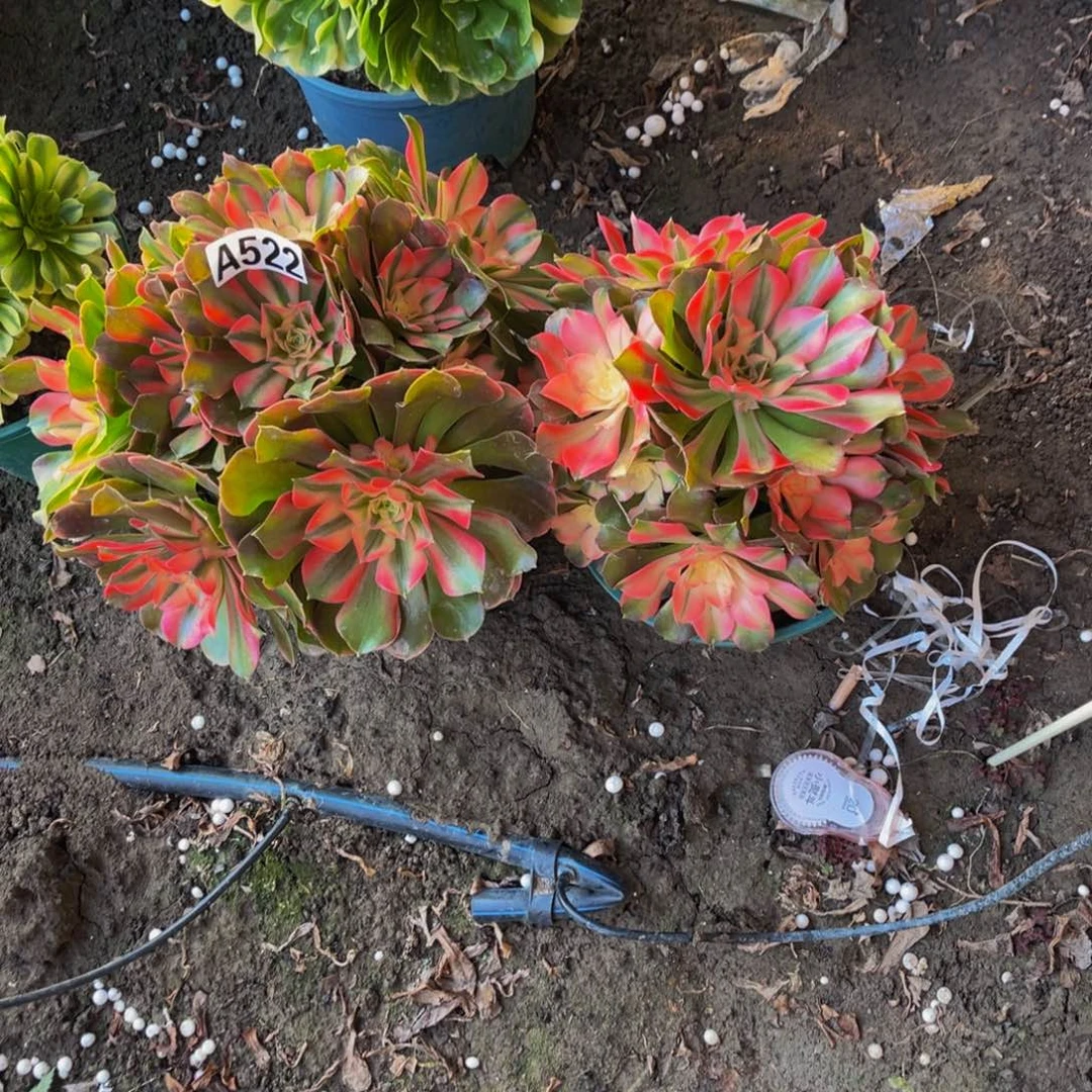 两盆法师26-1包邮