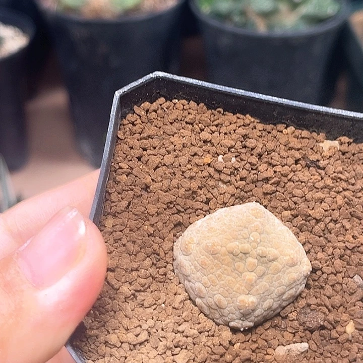 四方凝蹄母本一颗一颗一颗
