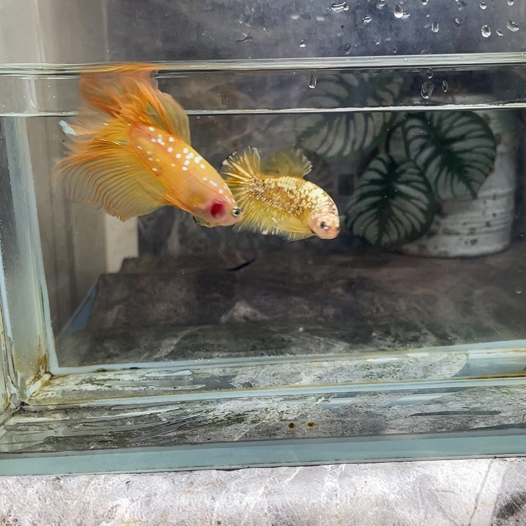 斗鱼育平斗鱼泰国斗鱼