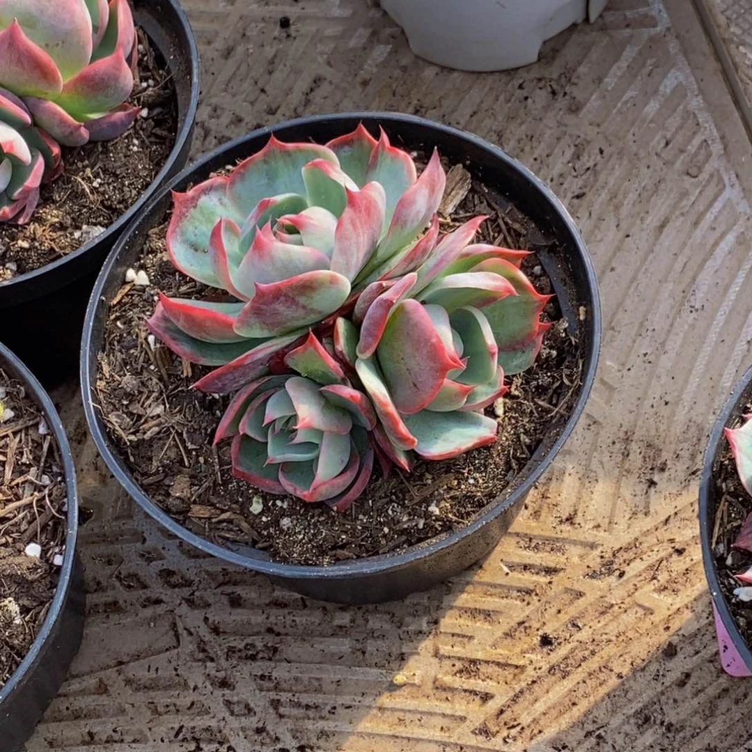 ?*宝48包邮一物一拍多肉植物