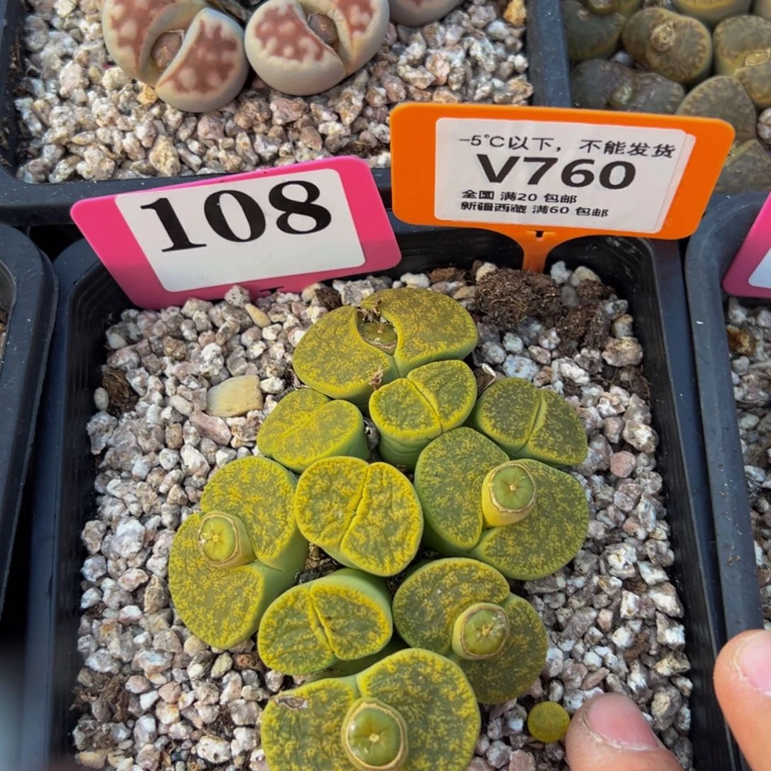 760 一物一拍，默认有伤，介意勿拍，不退不换