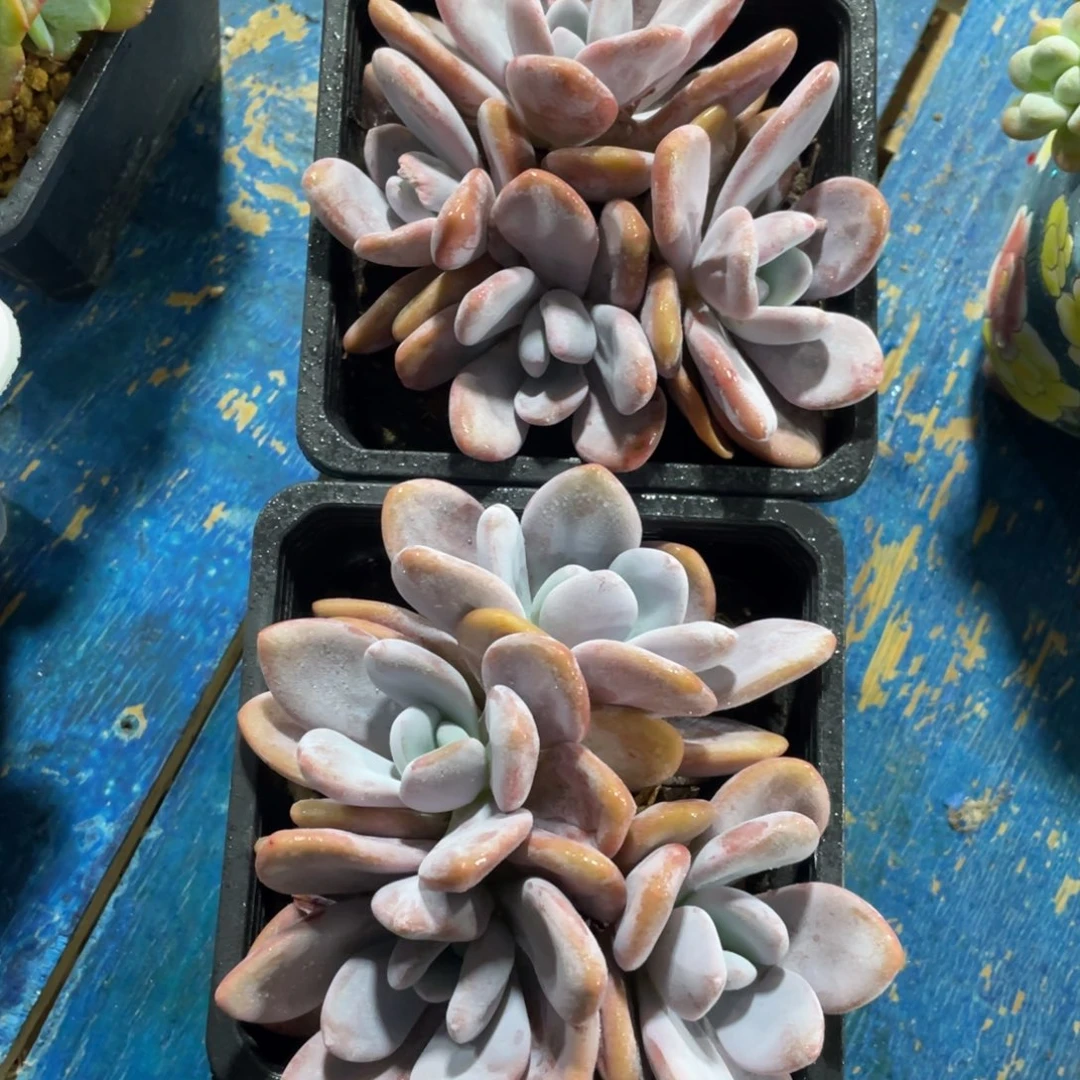 两个一物一拍中通快递