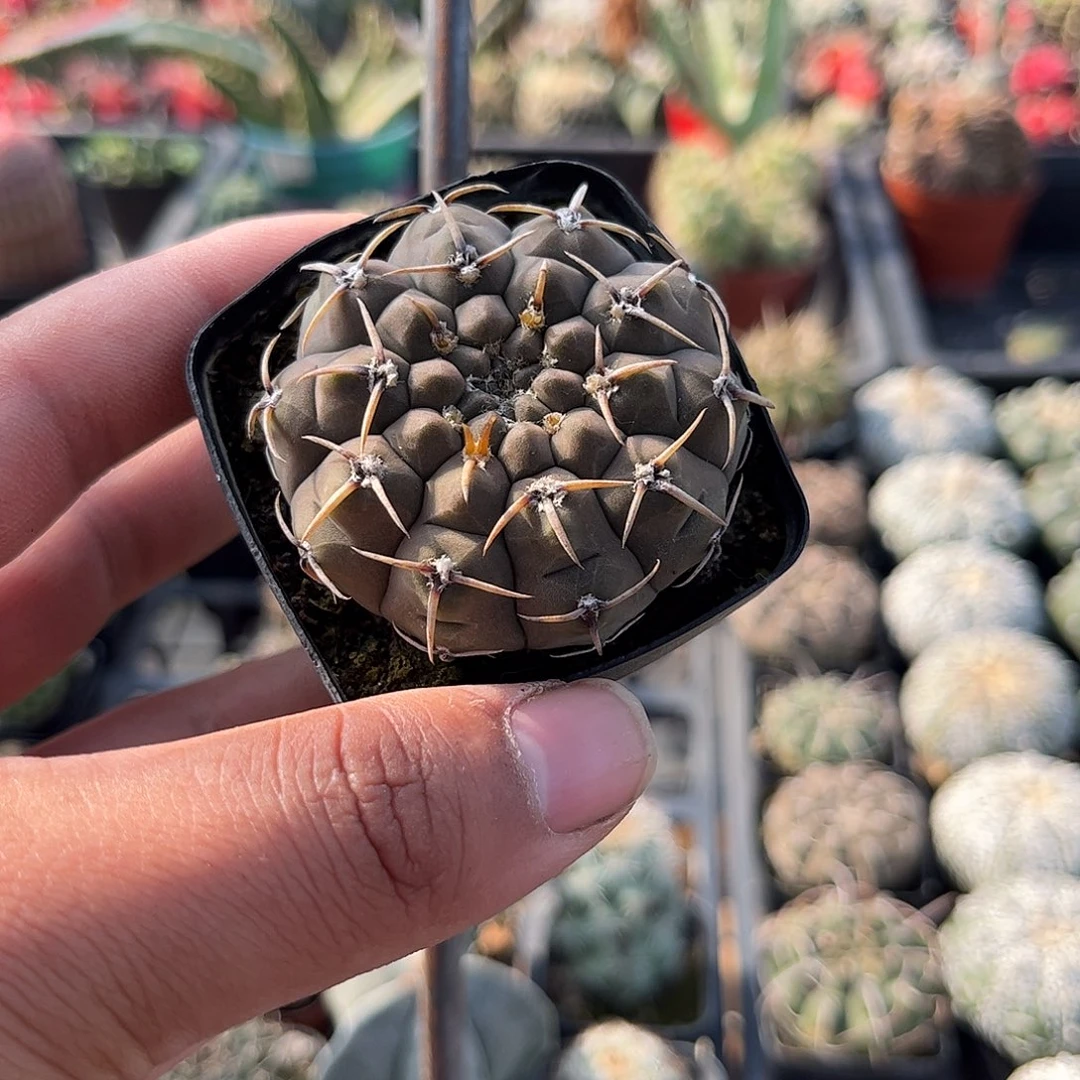 单头精品裸恶单头发货