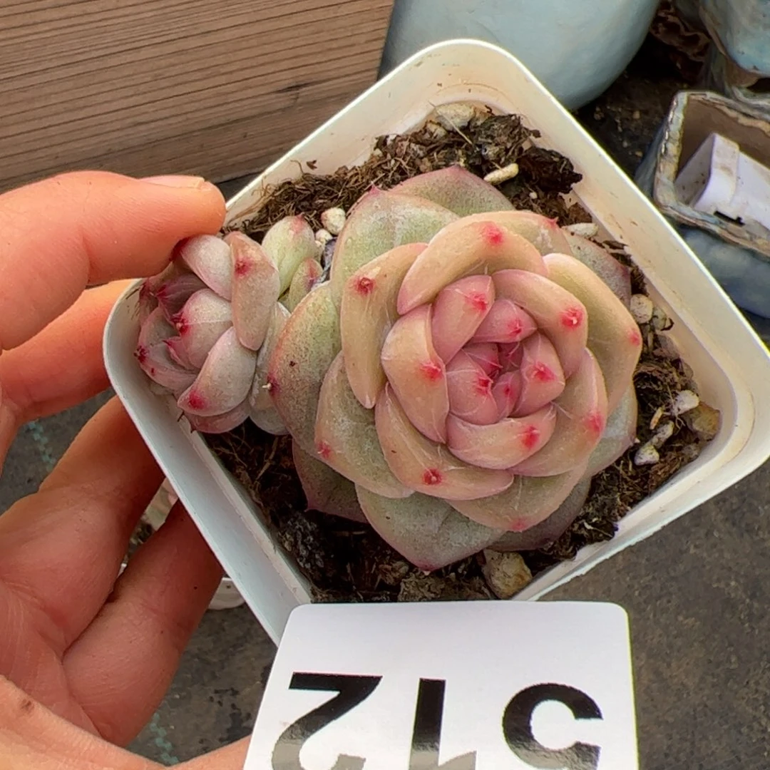 j*n512 多肉植物组合盆栽