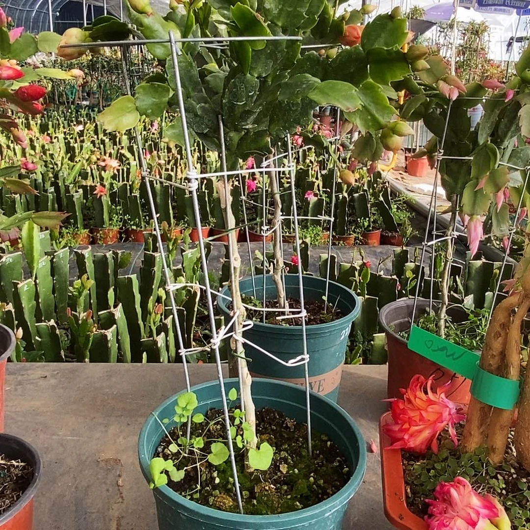 少***红完全开放叶仙嫁接一物一拍