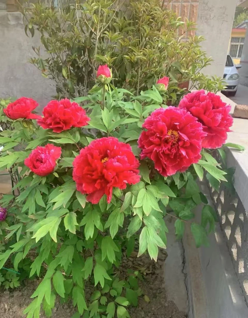 【原盆芳记】洛阳正宗重瓣牡丹花室内庭院盆栽牡丹基地直发