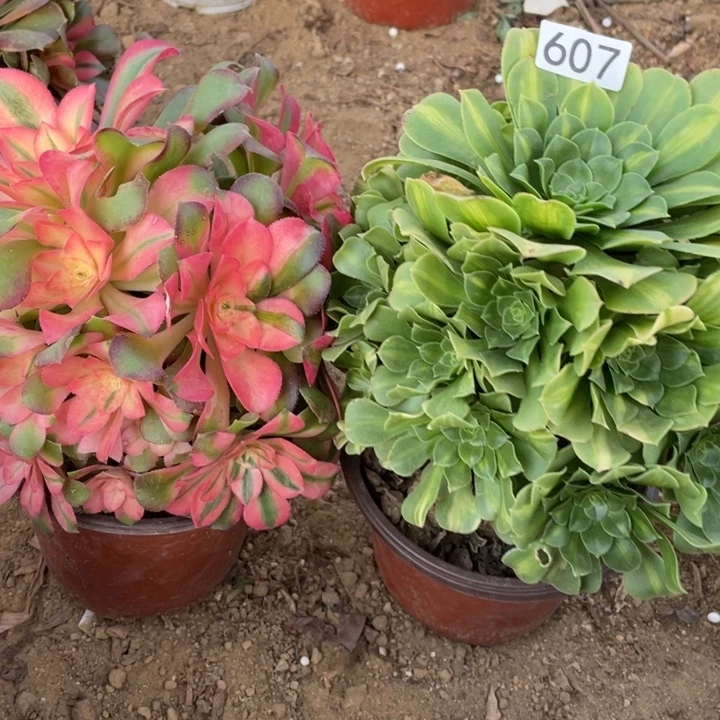 无花朵607组合无售后多肉植物