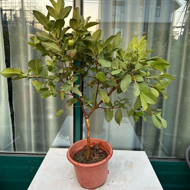 四季奶油芭乐番石榴果苗大果纯甜盆栽地栽 直播间一物一拍链接