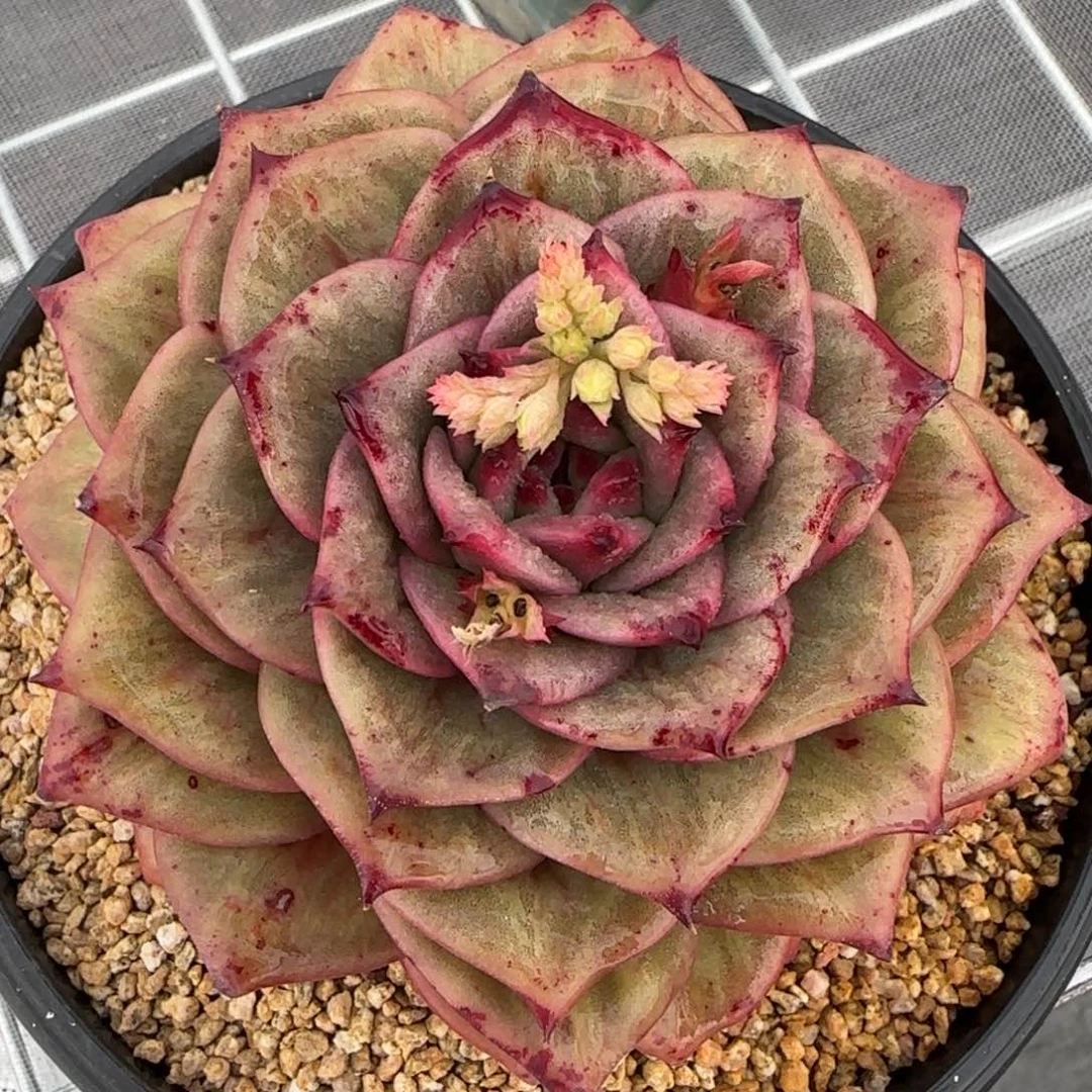 从前慢花园精选多肉蔷薇