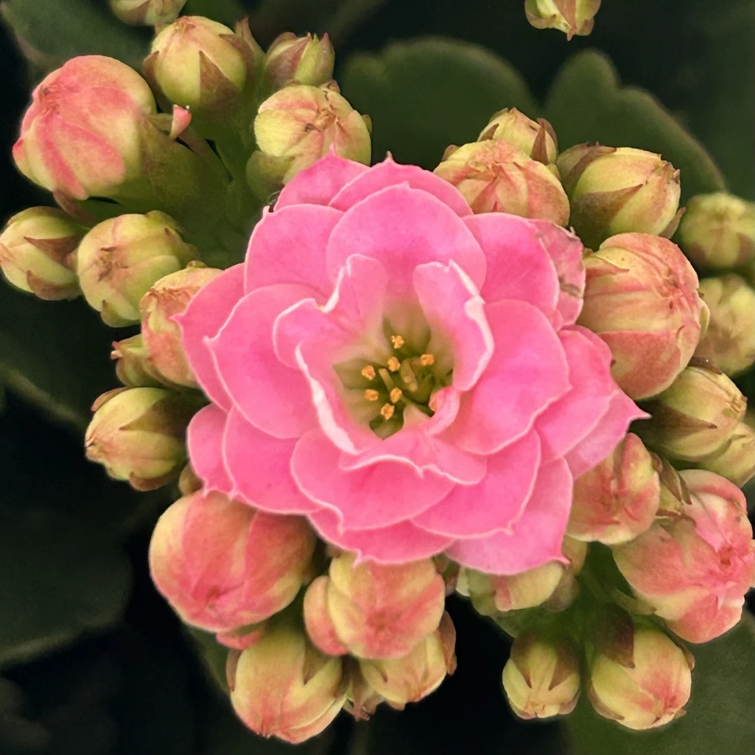 新品嫣然110盆长寿花