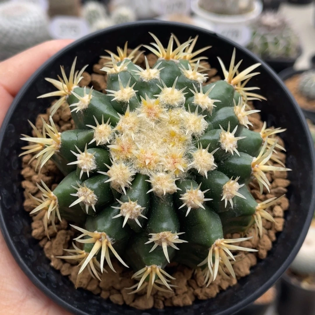 短豪刺金琥        实生根