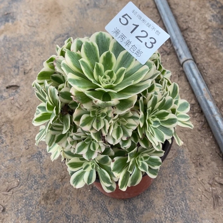 5123迈巴赫的人多肉的