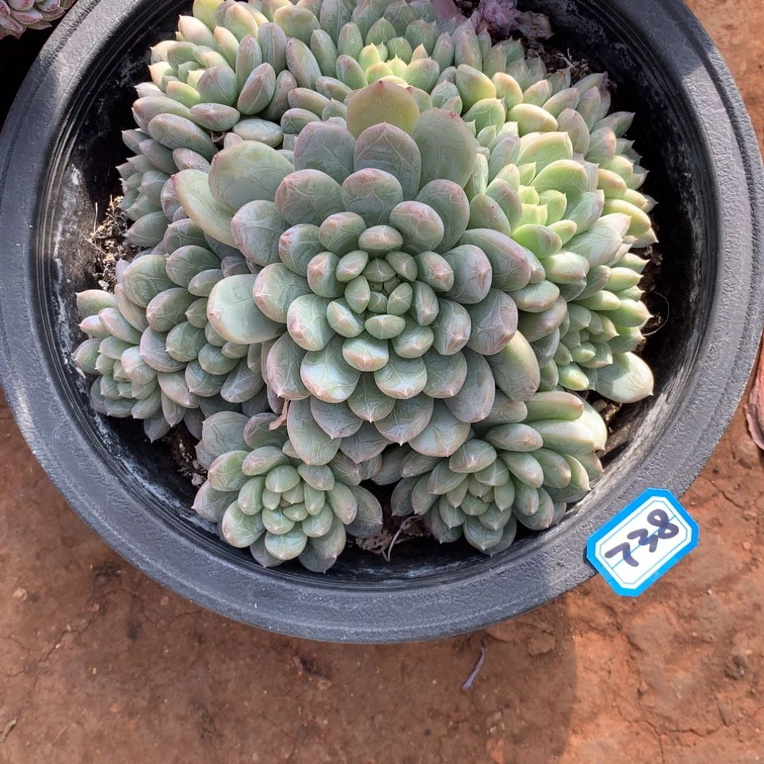 738百搭翡翠 一物一拍多肉