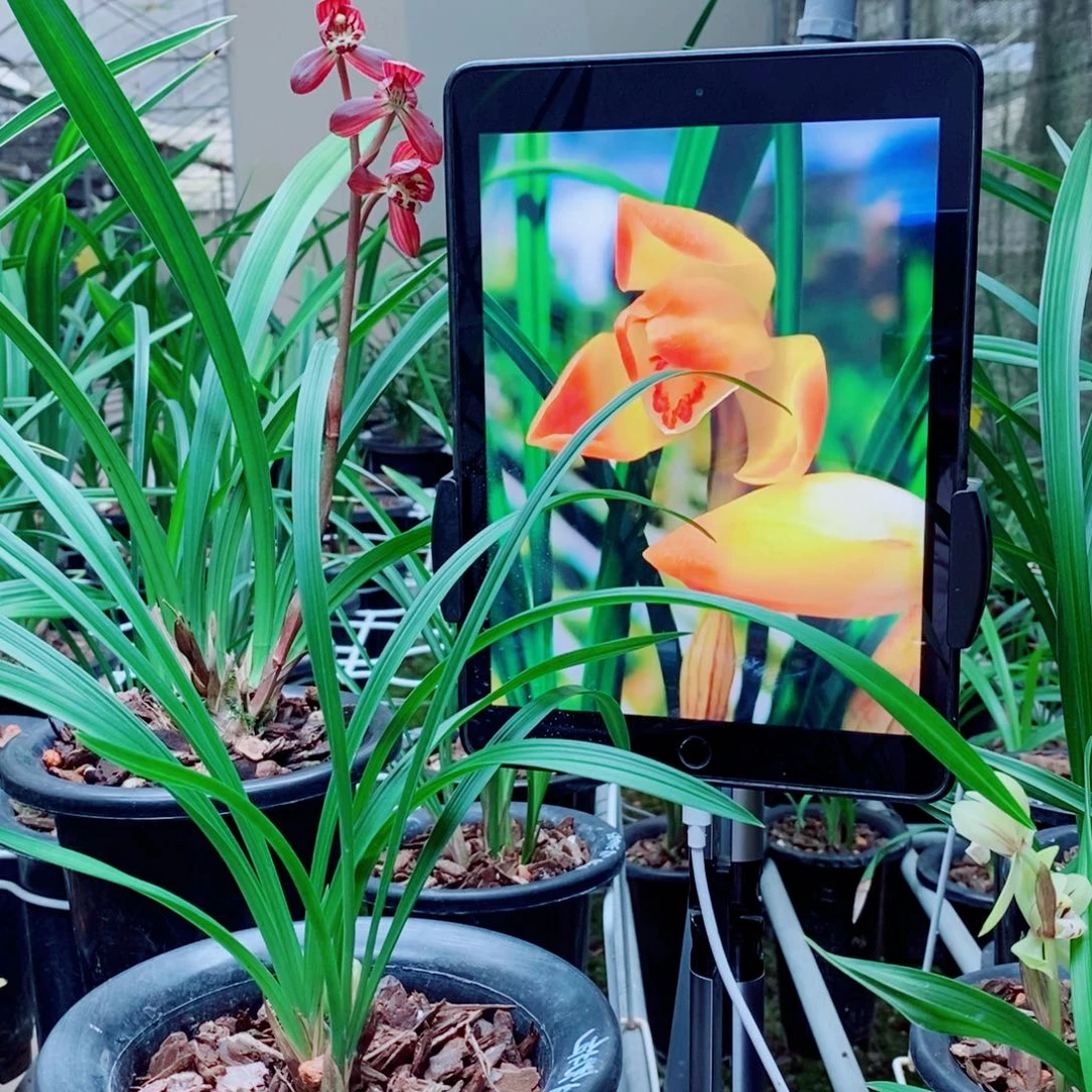 大部分花苞少量开放