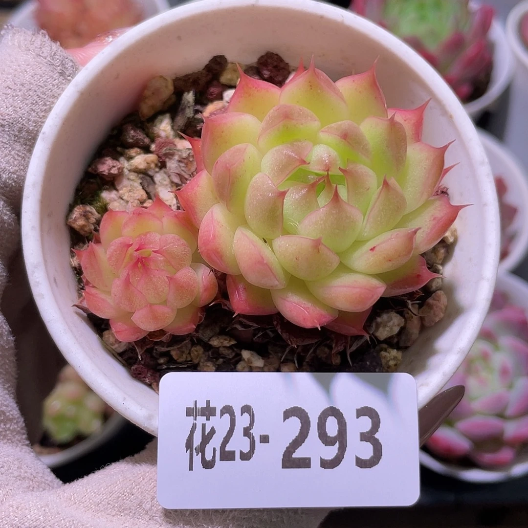 花利美23-293海王