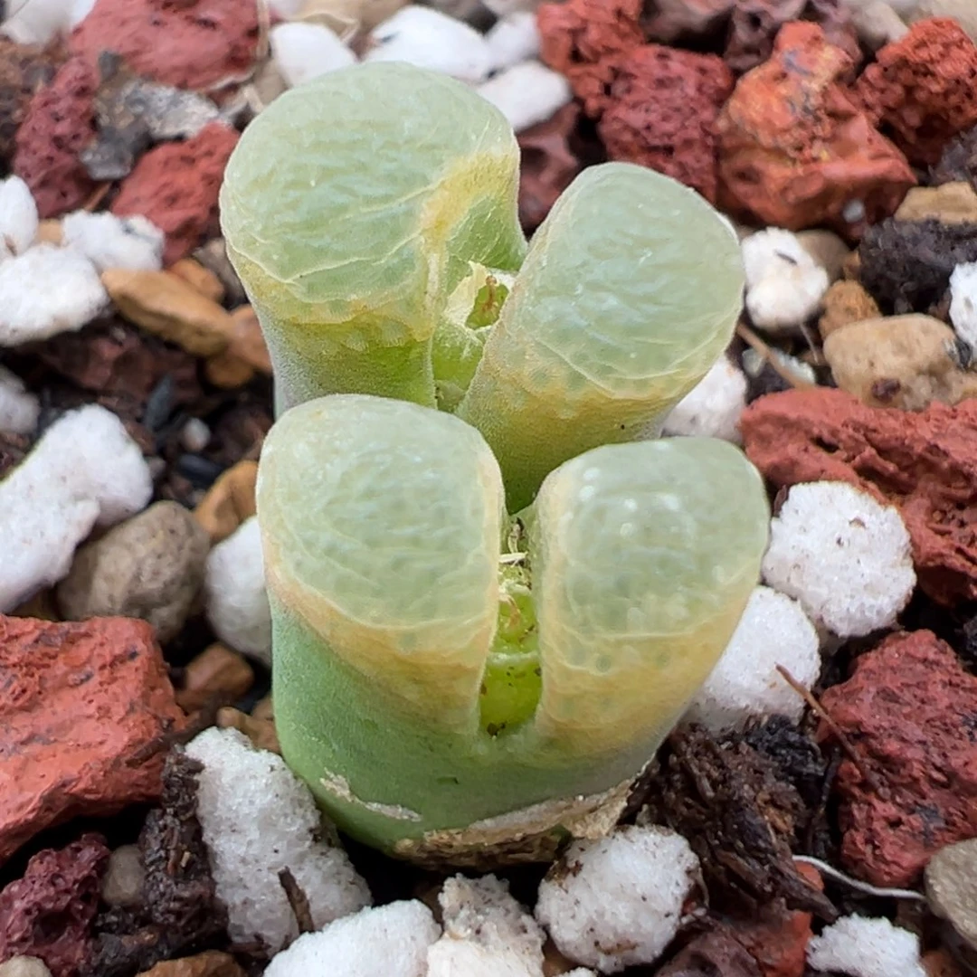 11.1好看的多肉脱土发货134