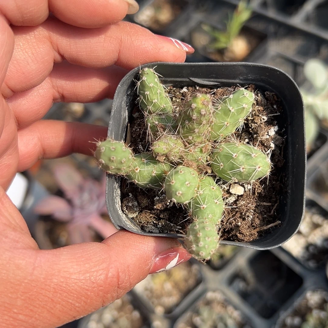 多肉植物金陵团扇