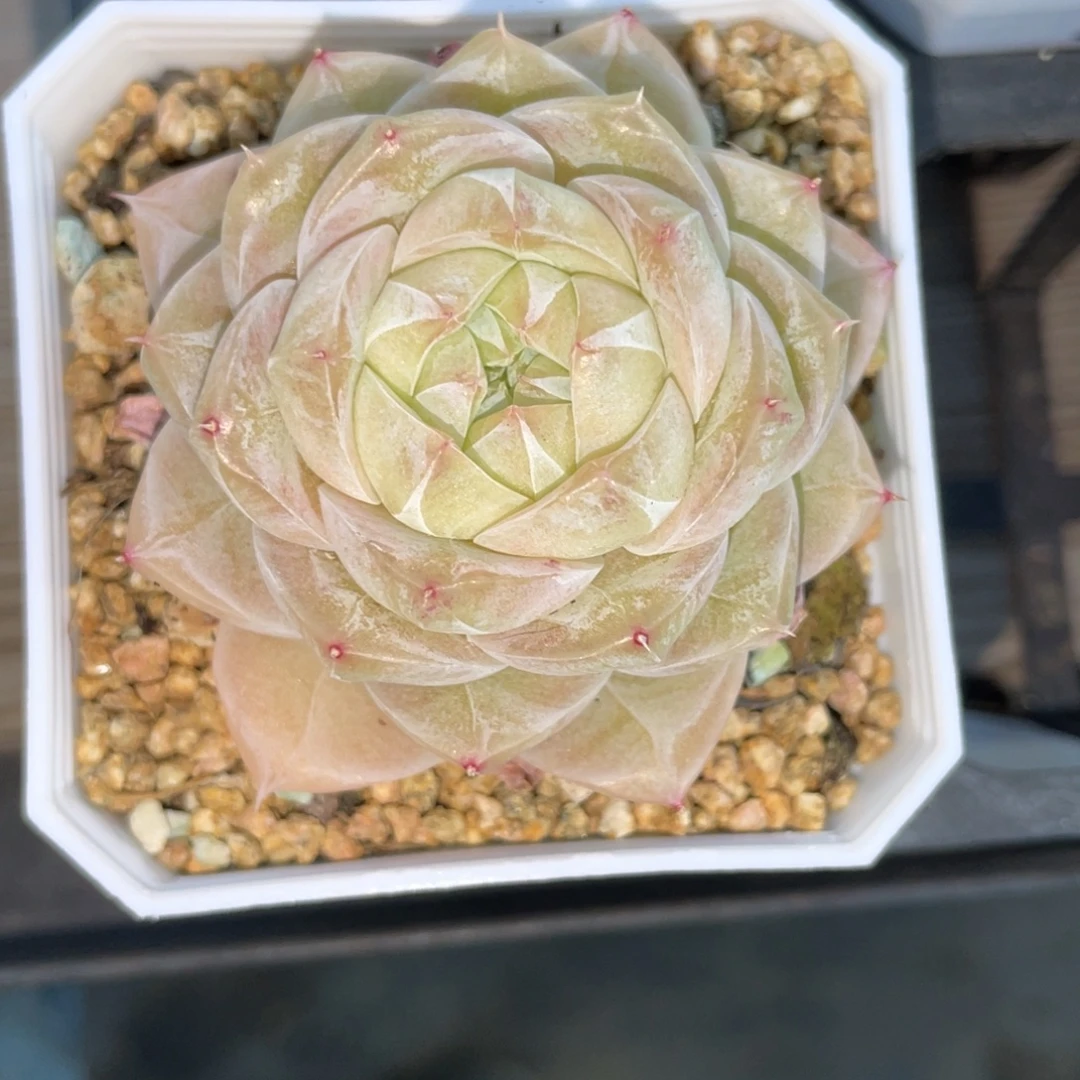1231奶芙珍妮麦杆
