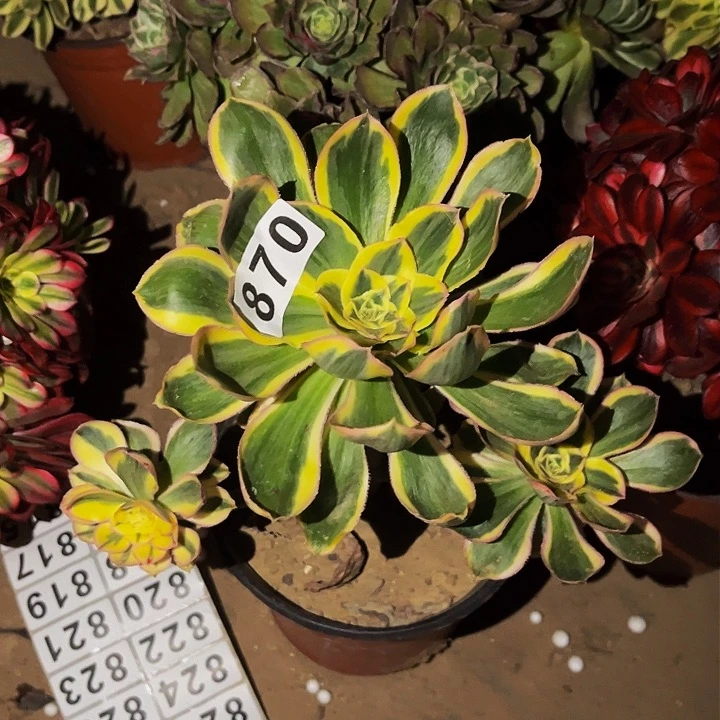 870燕姿超白多肉植物处理不售后