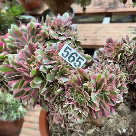 冰***歌多肉植物一个女巫565