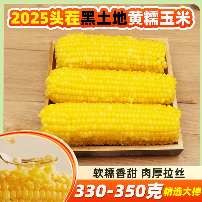 整箱8大棒2025黑土地东北头茬黄糯玉米铝箔包装粘糯香甜代餐玉米