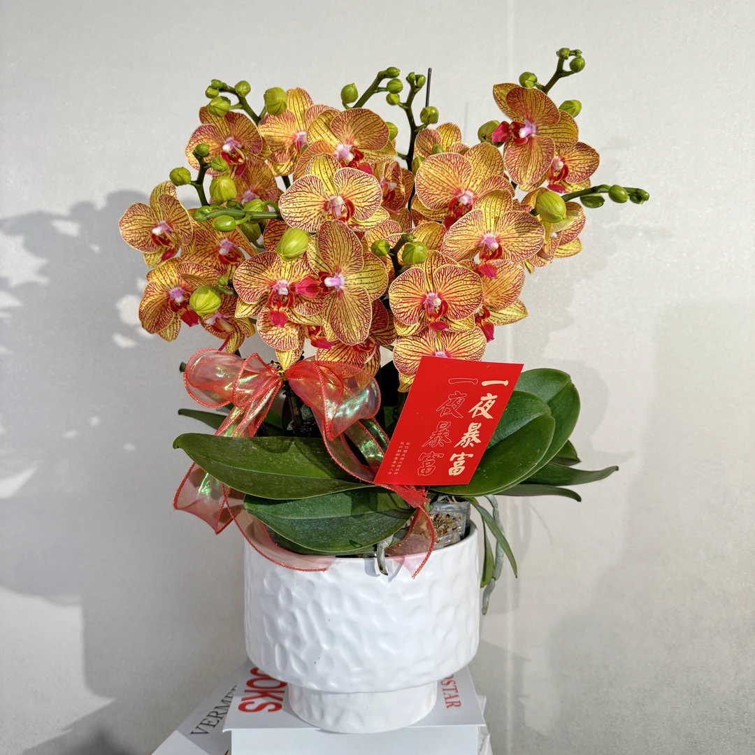蝴蝶兰《吉祥如意》金橙交织年宵爆款 好养耐养 基地直发