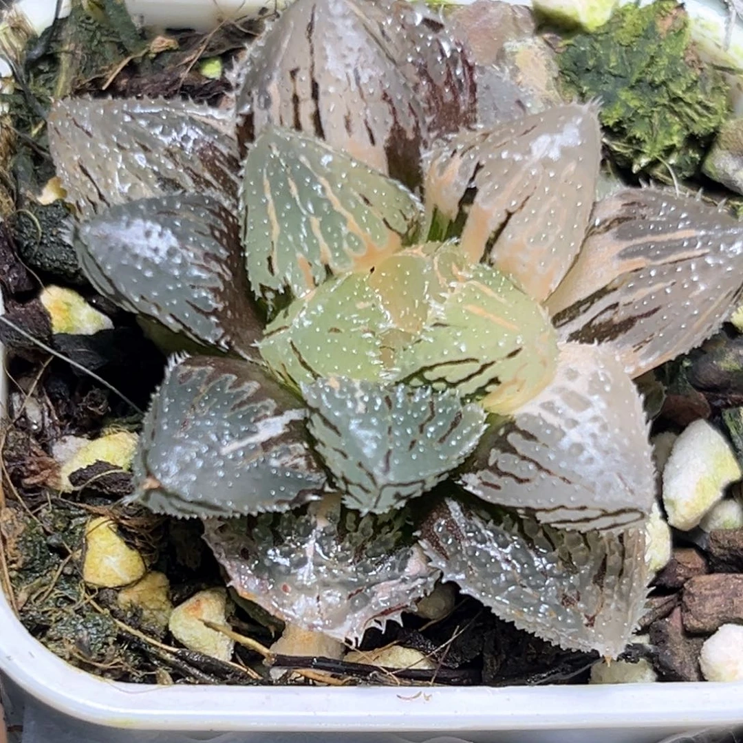 恭喜发财大吉大利4110