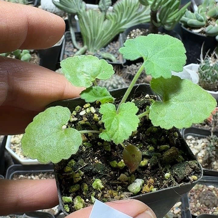 乔***峰597枫叶洋葵带盆发货