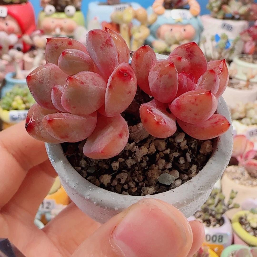 T橙梦露盆口。 4cm