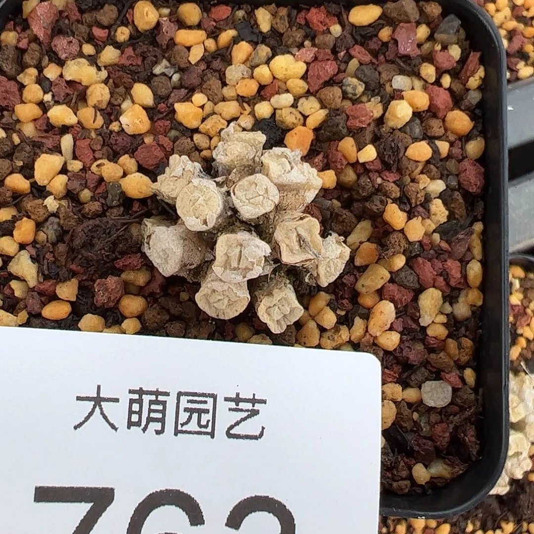 0000763 一物一拍脱土发