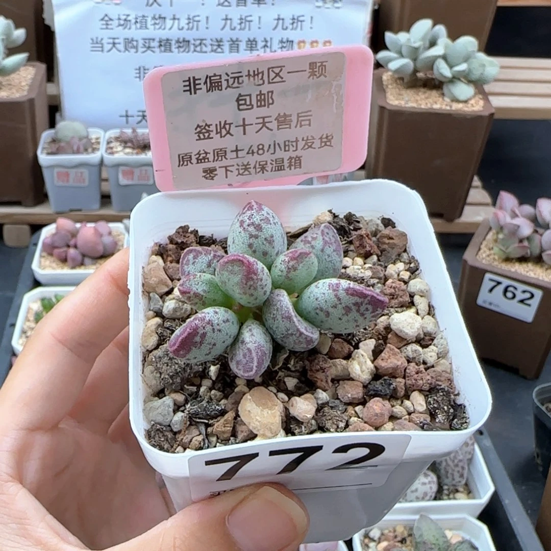 772艾薇多肉植物