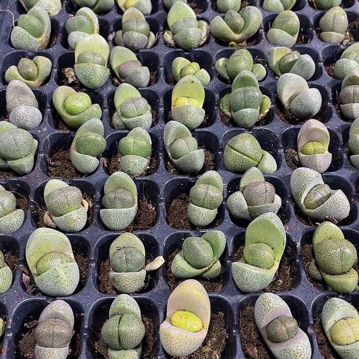 小元宝1元带土发货