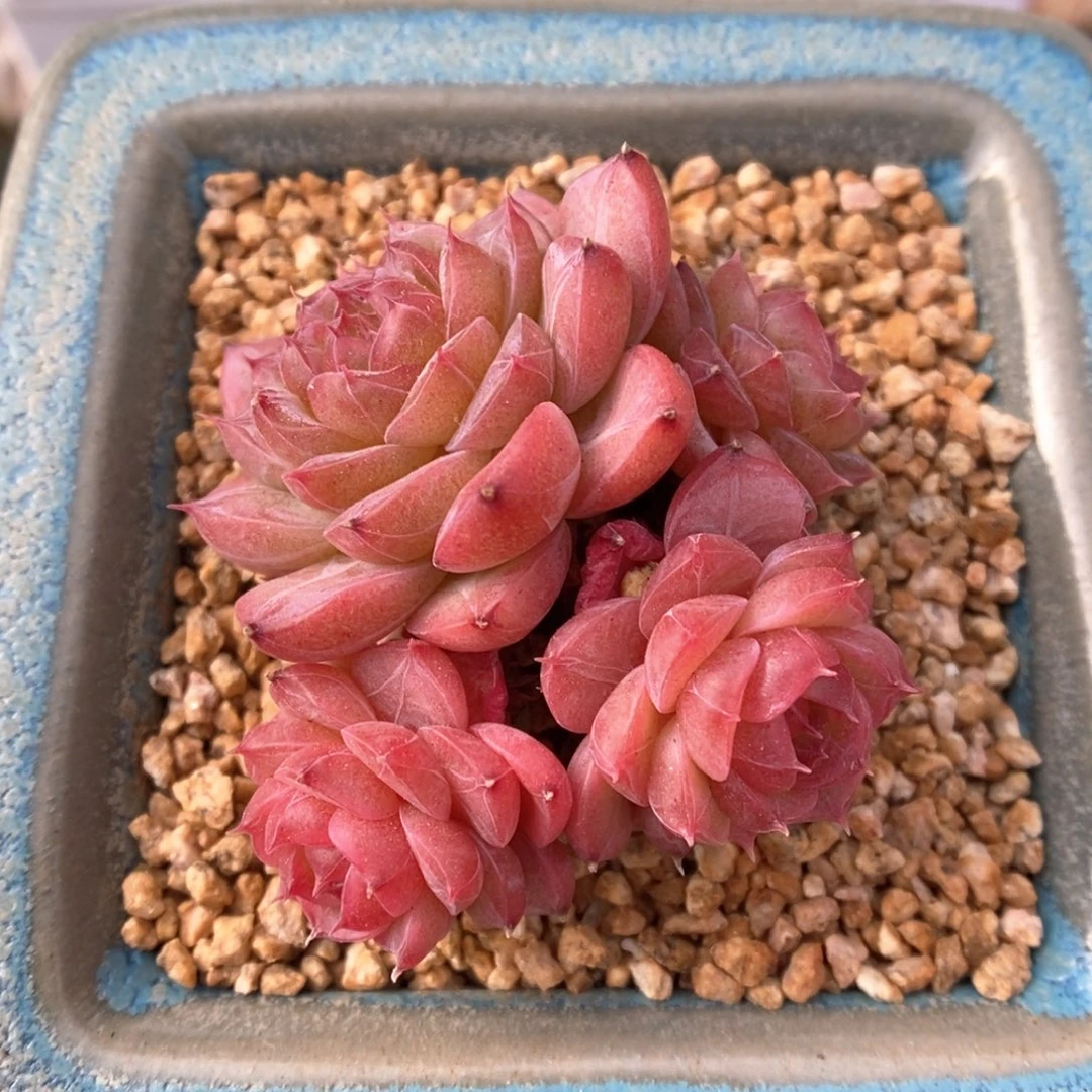 缤纷珍妮群生可拍