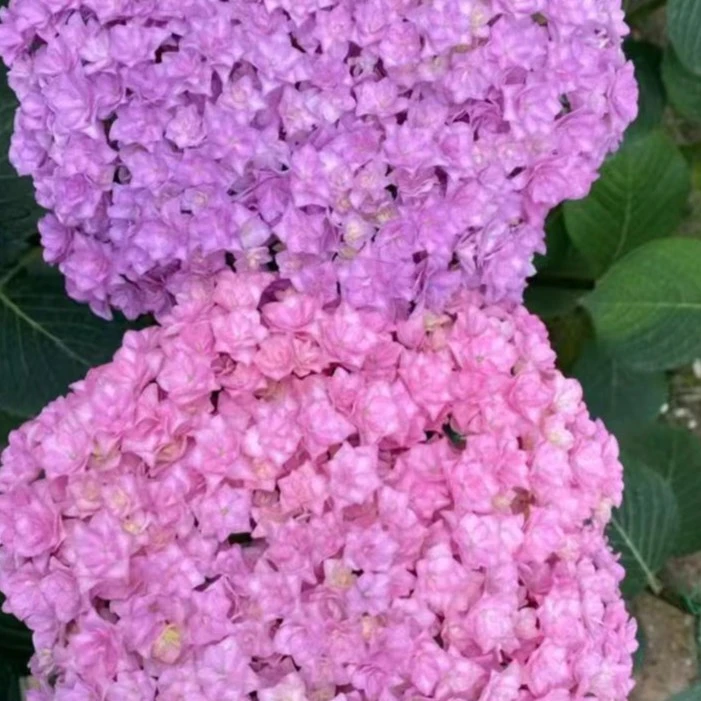 原野先生花园 7加仑混合绣球 地栽盆栽植物春季