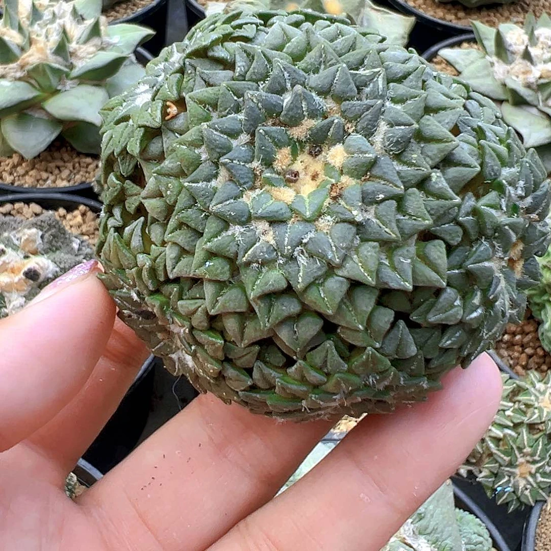 苗接姬牡丹群生，尺寸7厘米
