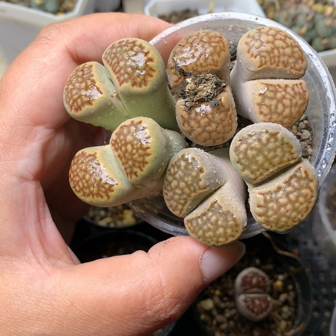 是*桃E129多肉植物保护研究所