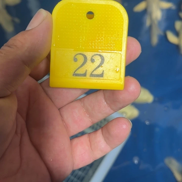 锦鲤淡水养殖基地22