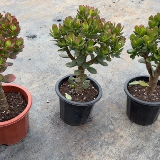 1979摇钱树带土球发货