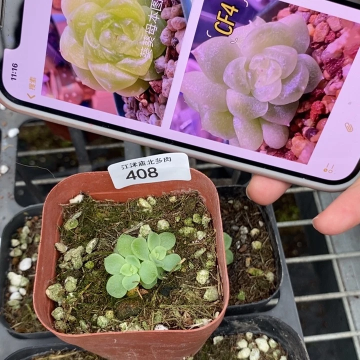 标408葵葵子财富c4一个