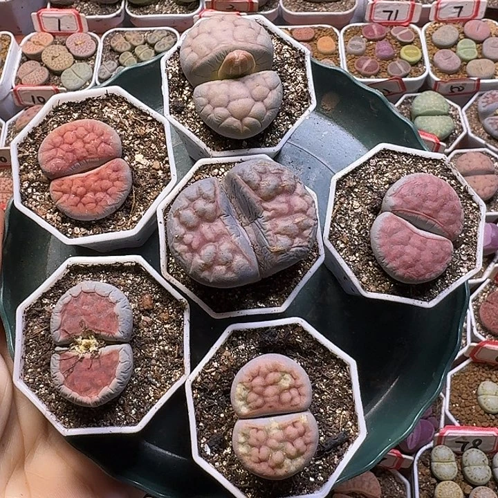 生石花11112。 无售后。   198