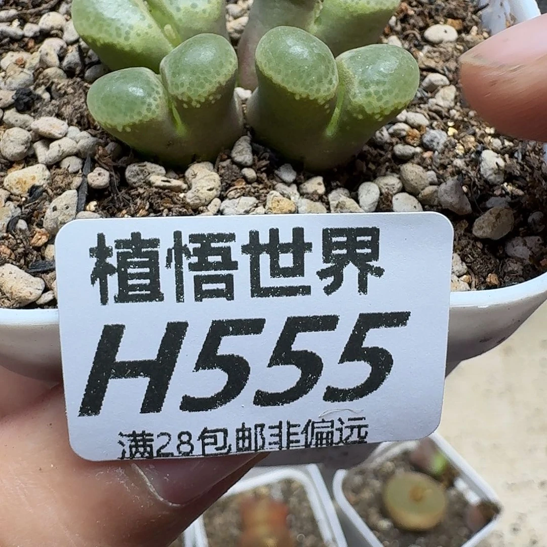 多肉植物的人生fhhj