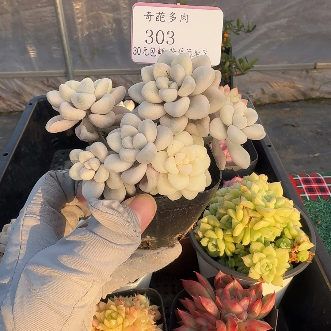 303 脱土 一物一拍 不包整