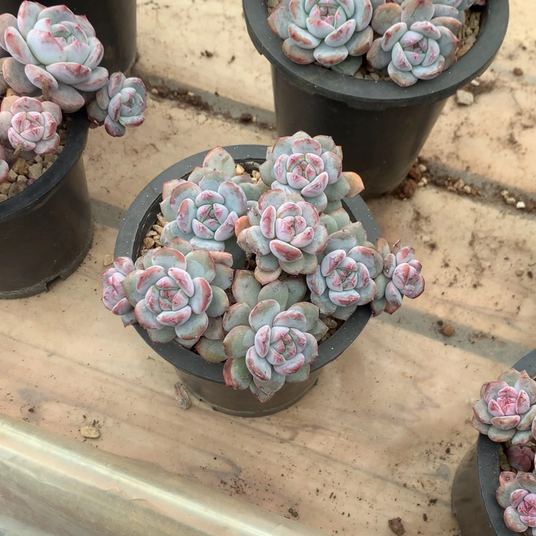 石榴籽小脸绿底花花