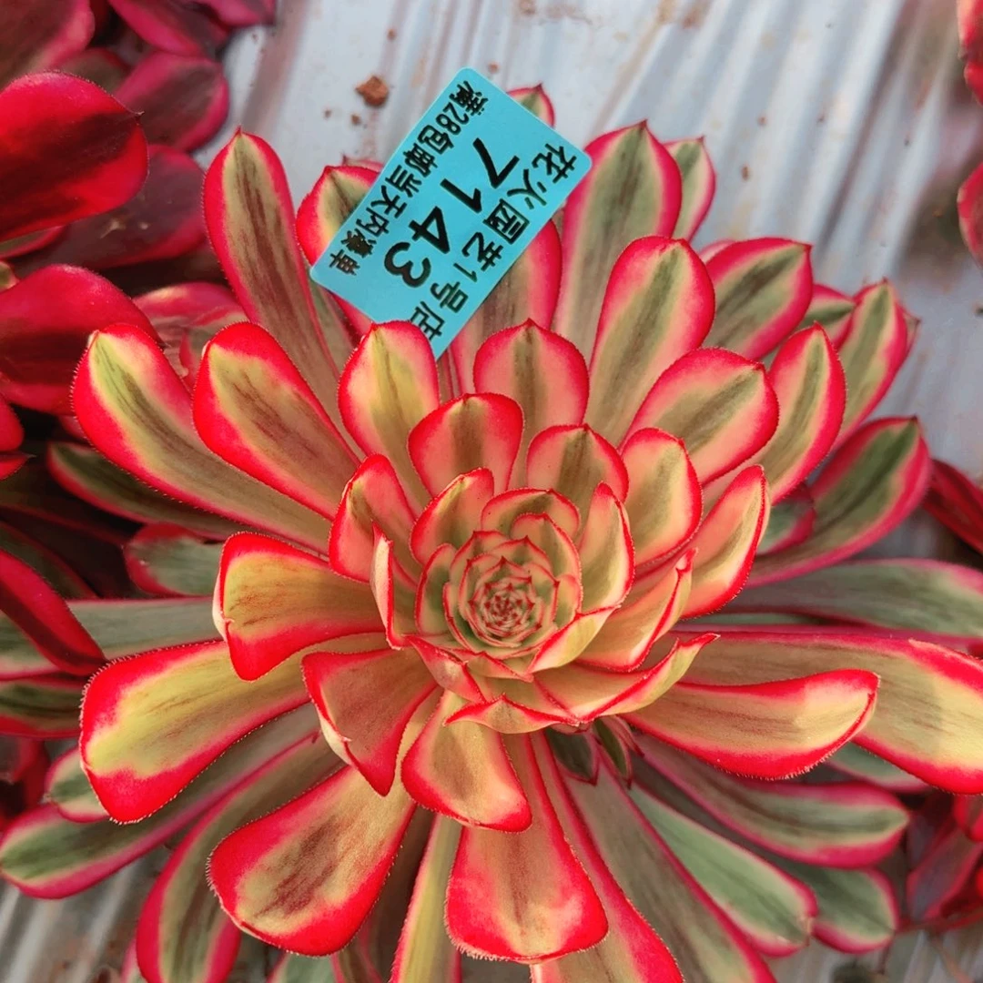 白月光7143多肉植物