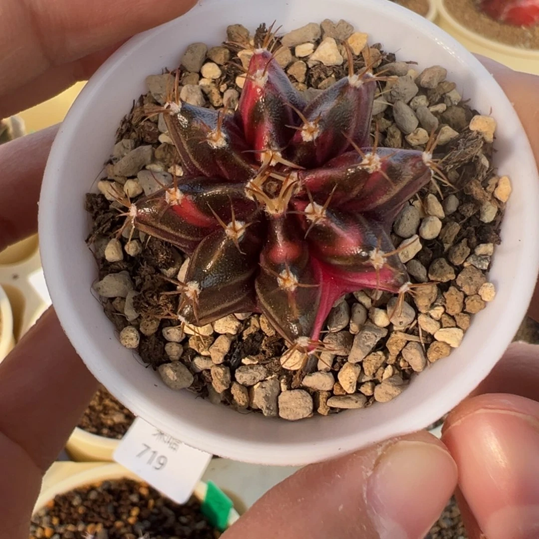 751 好看的米哈冲冲冲