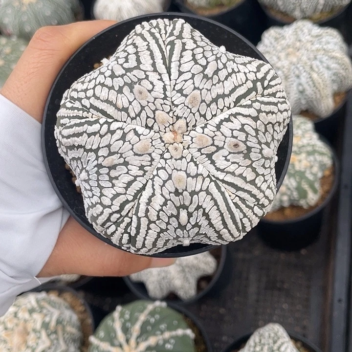 五角星流水纹福利特价