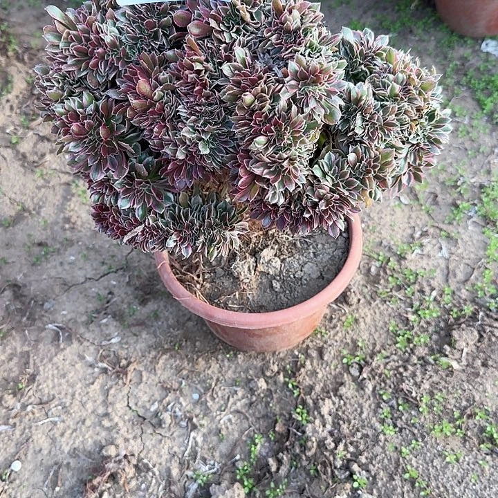 碧缀话脱土发货缀话